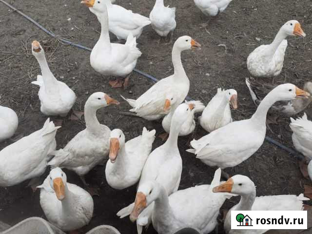 Гуси Ачхой-Мартан - изображение 1