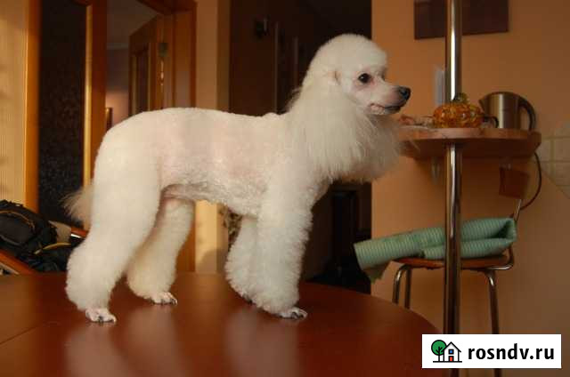 Стрижка кошек, собак, лошадей. Выезд на дом Химки - изображение 1