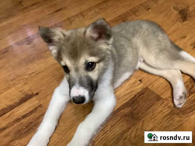 Щенок в добрые руки бесплатно Белебей - изображение 1