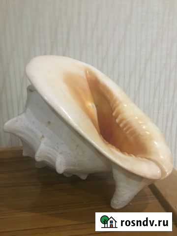 Ракушка большая размер 30 см на 20 см Новороссийск - изображение 1