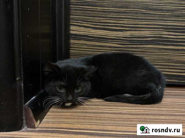 Черный котенок бесплатно Нижний Новгород - изображение 1