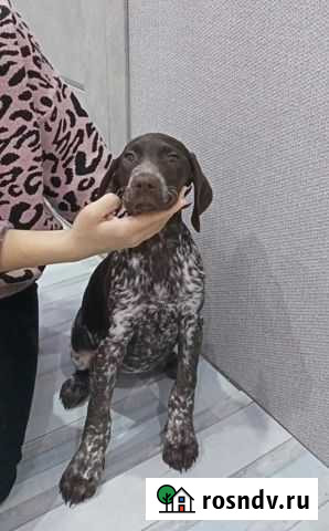 Курцхаар Вышний Волочек - изображение 1