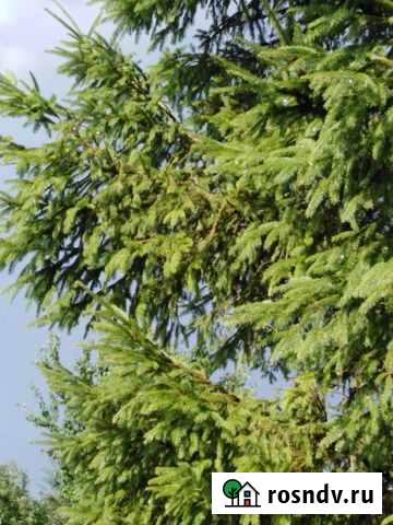 Ель живая Тольятти - изображение 1