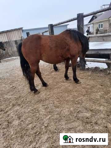 Продажа лошадей Шипуново - изображение 1