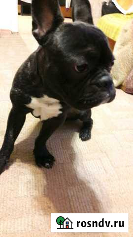 Вязка Французский бульдог Валуйки - изображение 1