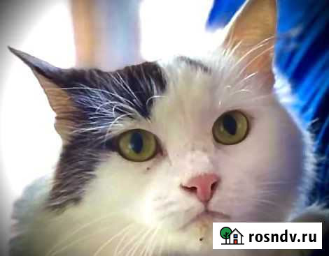 Турецкая ангора помесь Чехов - изображение 1