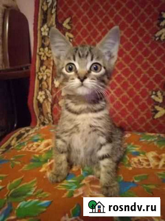 Котята Лиски - изображение 1
