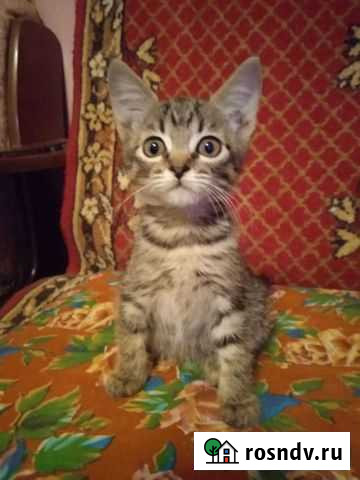 Котята Лиски - изображение 1