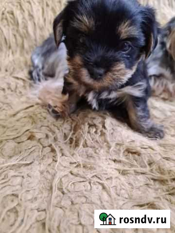 Йоркширский терьер Ульяновск - изображение 1