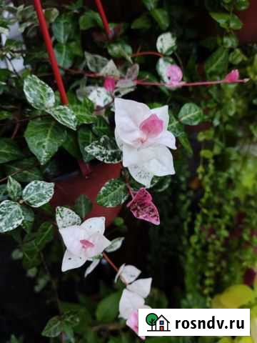 Мискантус, трициртис, трахилоспермум триколор Сочи - изображение 1