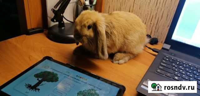 Карликовый кролик Пермь - изображение 1