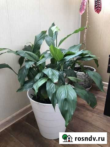 Комнатные цветы Хабаровск - изображение 1