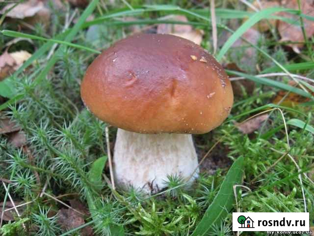 Покос Травы Малоярославец - изображение 1