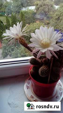 Кактус цветущий Балтийск - изображение 1