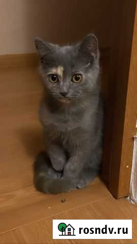 Британские котята Владикавказ - изображение 1