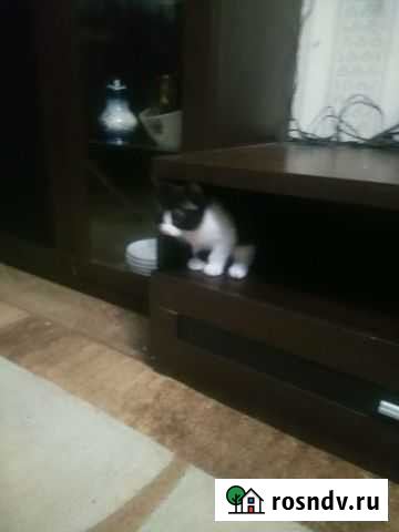 Кошка Череповец - изображение 1