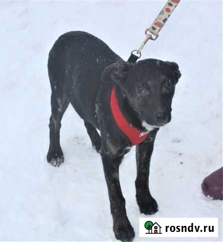 Щеночек Джимми в поисках своей семьи Клин - изображение 1