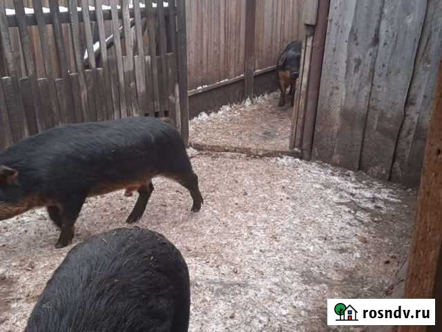 Кабанчики венгерской мангалицы Белорецк - изображение 1
