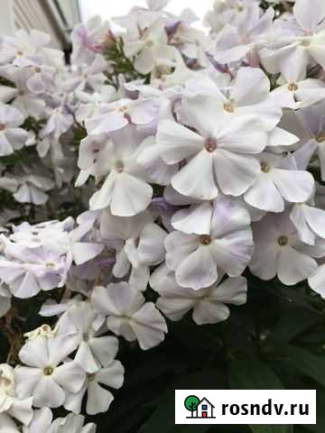 Флоксы многолетние Тула - изображение 1