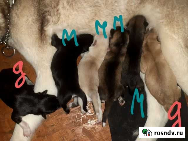 Хаски помесь Верховье - изображение 1