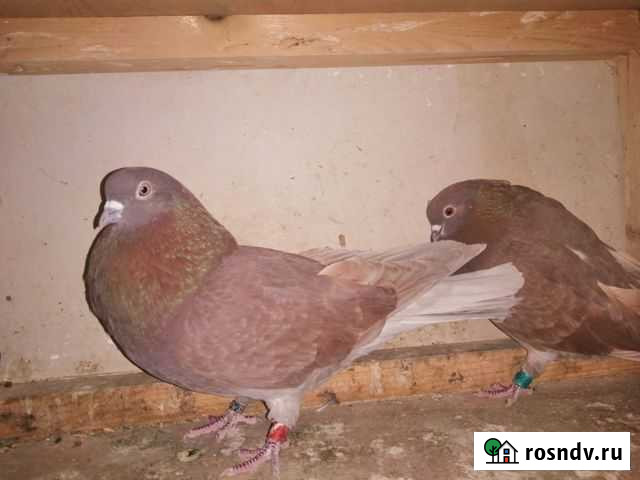 Голуби ижевские Москва - изображение 1
