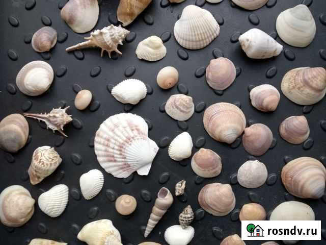 Морские ракушки Ярцево - изображение 1