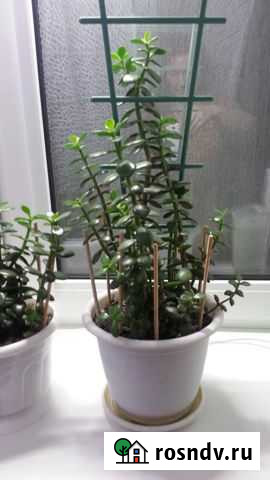 Толстянка Мурманск - изображение 1