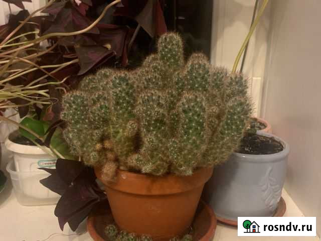 Кактус маммиллярия Липецк - изображение 1