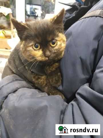 Котенок Рязань - изображение 1