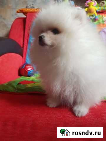 Шпицули Ростов-на-Дону - изображение 1