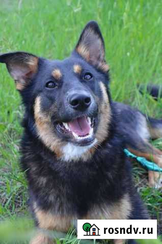 Алекса Липецк - изображение 1