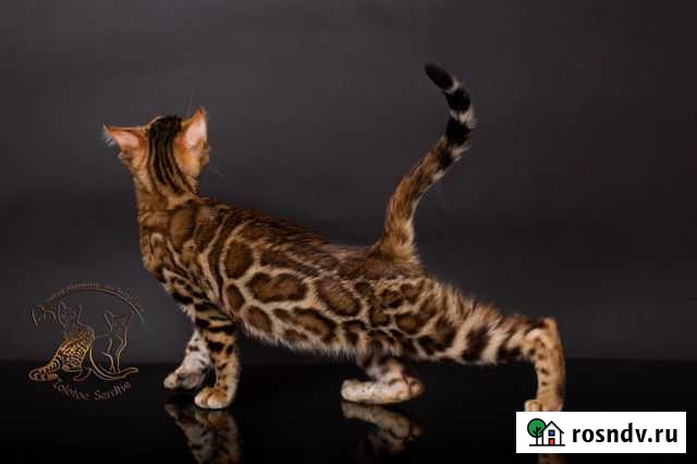 Бенгальская Севастополь - изображение 1