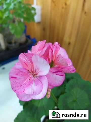 Пеларгония сортовая Тула - изображение 1