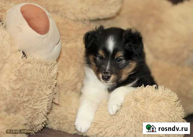 Очаровательные шелтята (шелти) Красноярск - изображение 1