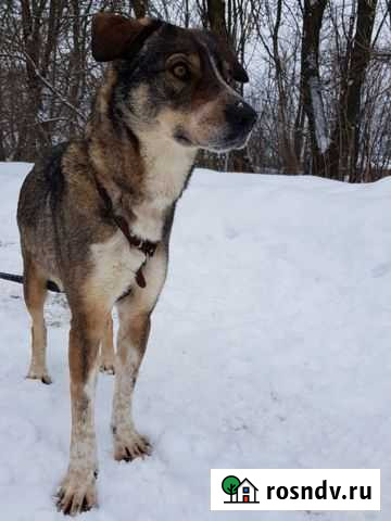 Ищет дом прекрасная девочка Калуга - изображение 1