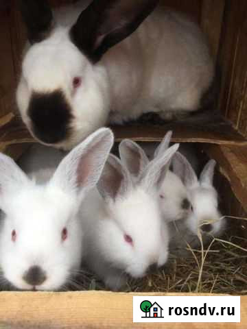 Калифорнийские чистопородные кролики,крольчата Стерлитамак - изображение 1