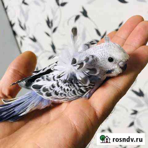 Попугаи хохлатые хагоромы Москва