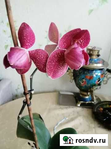 Орхидея фаленопсис Барсуки - изображение 1
