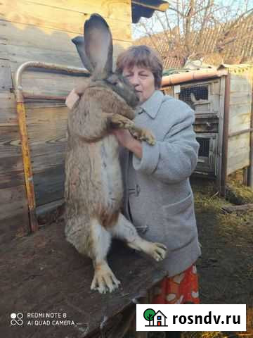 Кролики Белгород - изображение 1