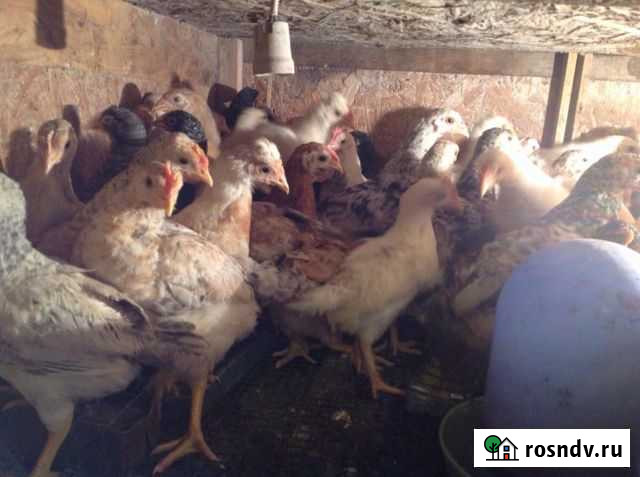 Цыплята Калининград - изображение 1