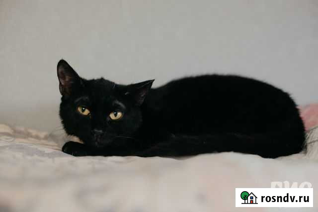 Кошка Тучка в добрые руки Челябинск - изображение 1