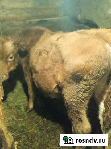 Бык Барнаул - изображение 1