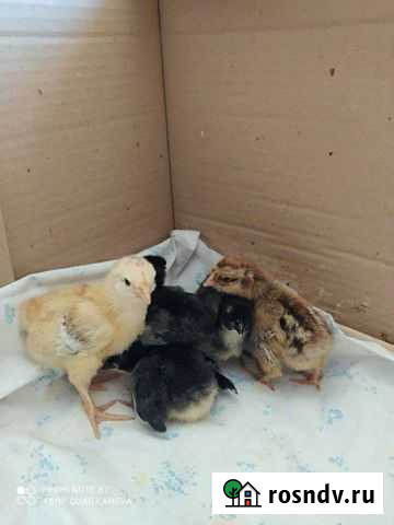 Цыплята помесные кроссы Тобольск - изображение 1