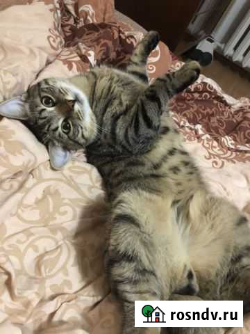 Кот в хорошие руки Ижевск - изображение 1