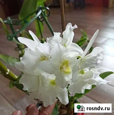 Орхидея дендробиум нобиле саженцы Белгород - изображение 1