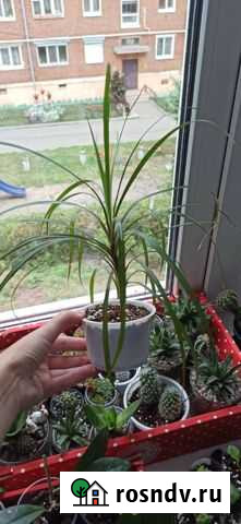 Драцена Сарапул - изображение 1