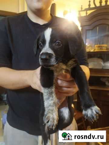 Продам щенка дратхаар Палех - изображение 1