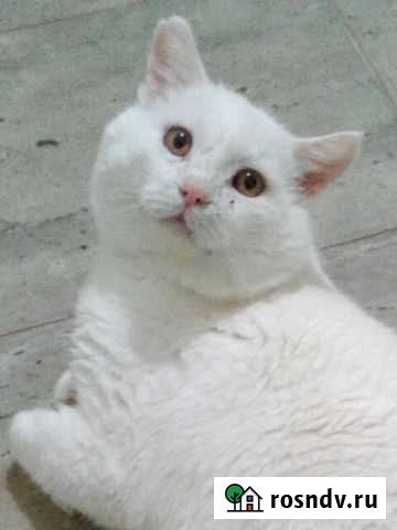 Белоснежный кастрированный кот Казань - изображение 1