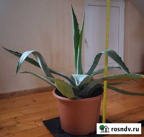 Агава Белгород - изображение 1