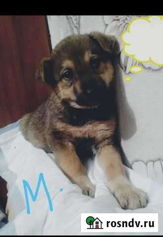 Щенок привитый Оренбург - изображение 1
